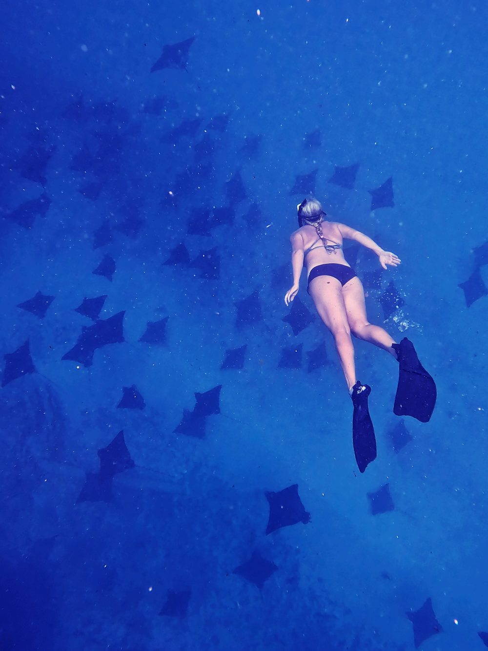 digital nomad family, digital nomads, snorkeling, activities in the cook islands, swimming with manta rays